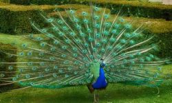Why Do Peacocks Spread Their Feathers? Key Facts