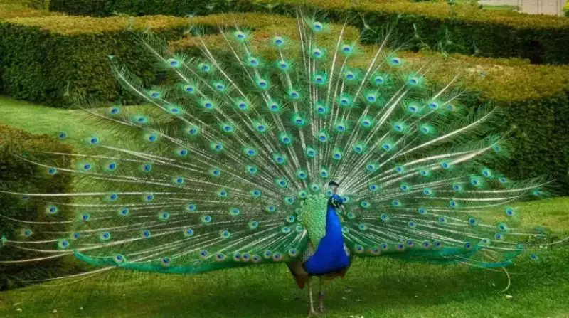 Why Do Peacocks Spread Their Feathers