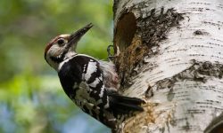 Why Do Woodpeckers Peck Wood? Interesting Facts Explained
