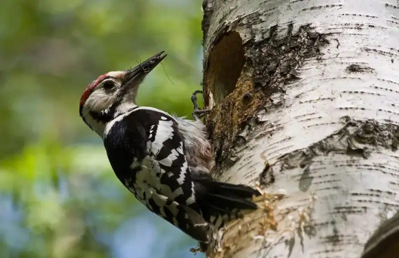 Why Do Woodpeckers Peck Wood